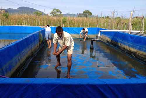 Panduan Lengkap Budidaya Ikan Lele agar Cepat Panen