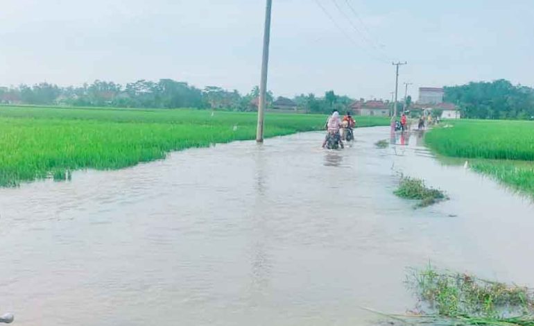 Sawah Dan Sungai Meluap, Warga Sumatra Utara Cari Ikan Gabus