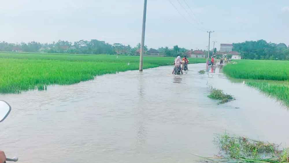 Sawah Dan Sungai Meluap, Warga Sumatra Utara Cari Ikan Gabus