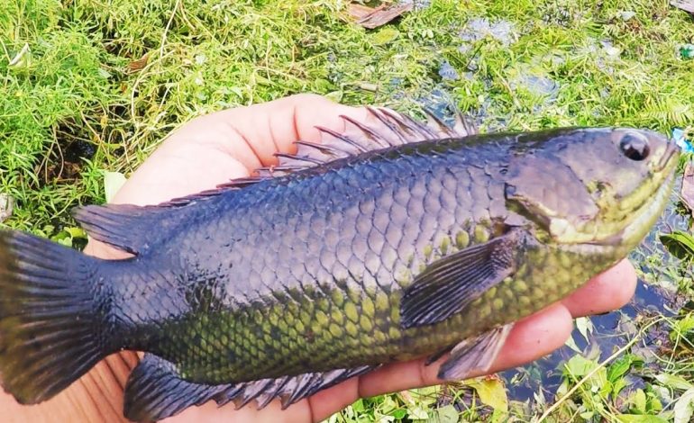 spot Jitu mancing ikan betok di rawah