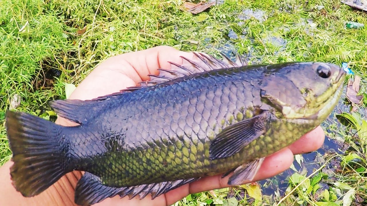 spot Jitu mancing ikan betok di rawah