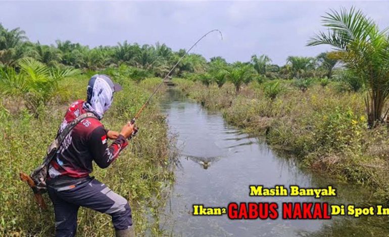 Berburu Ikan Gabus di Sumsel ! Ini dia 4 Spot Paling Terkenal