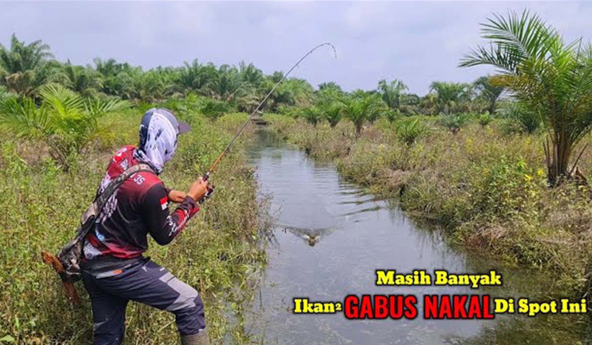 Berburu Ikan Gabus di Sumsel ! Ini dia 4 Spot Paling Terkenal