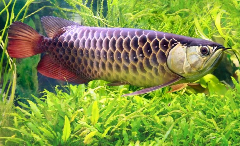 Habitat dan lokasi memancing ikan arwana