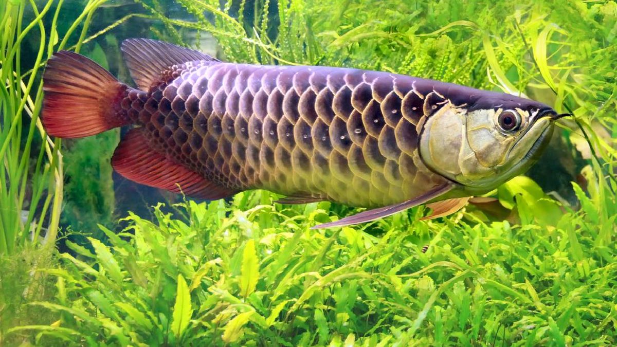 Habitat dan lokasi memancing ikan arwana