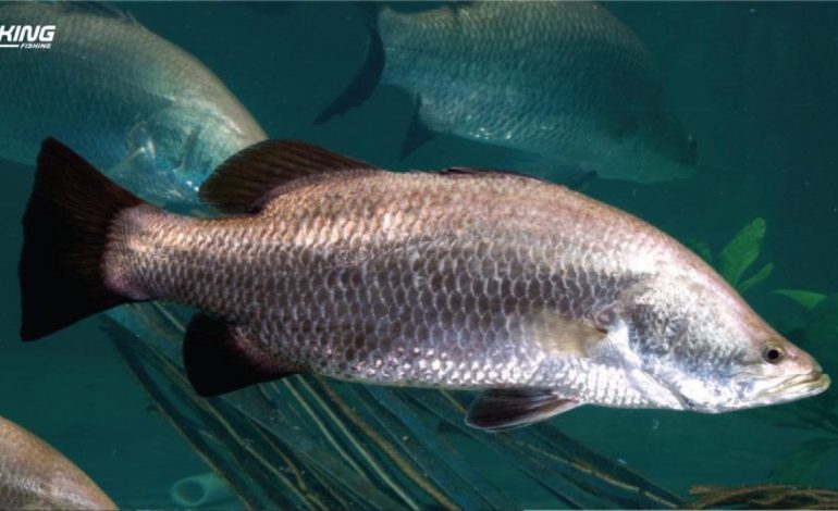 4 Cara Jitu Mancing Ikan Kakap,