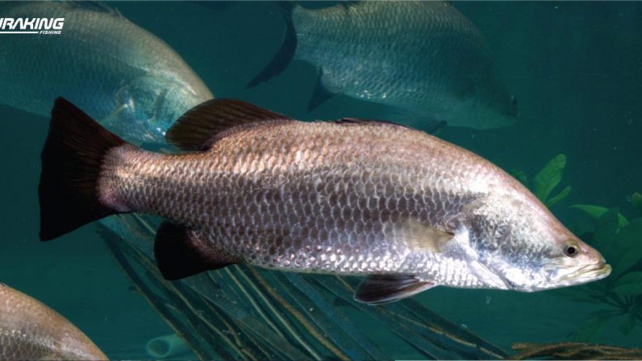 4 Cara Jitu Mancing Ikan Kakap,