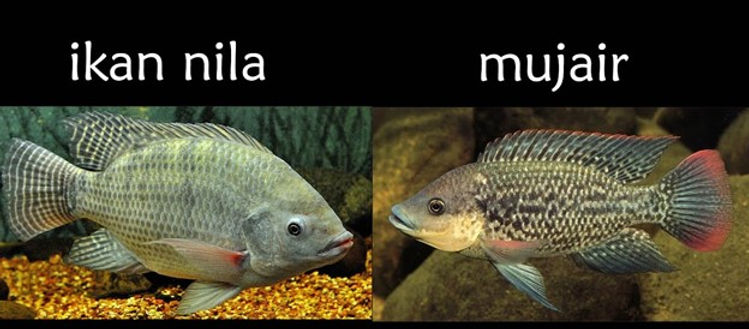 Wajib dicoba, 4 Umpan Terbaik untuk Mancing Ikan Mujair dan Nila