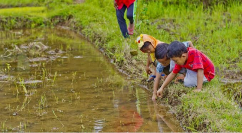 Serunya Hobi Memancing Belut di sawah