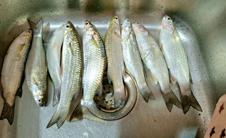 Cara Memancing Ikan Belanak yang Di Sungai