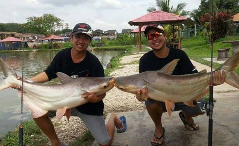 Cara Mancing Ikan Fatin Paling Ampuh Pemula Langsung Dapat