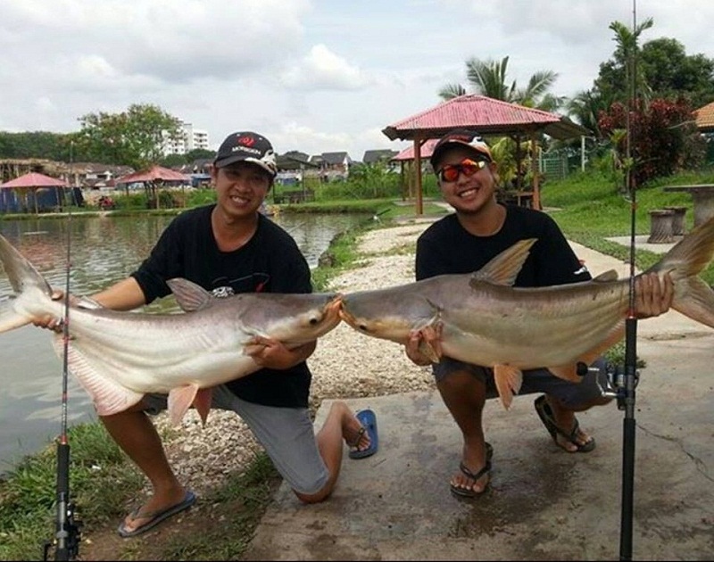 Cara Mancing Ikan Fatin Paling Ampuh Pemula Langsung Dapat