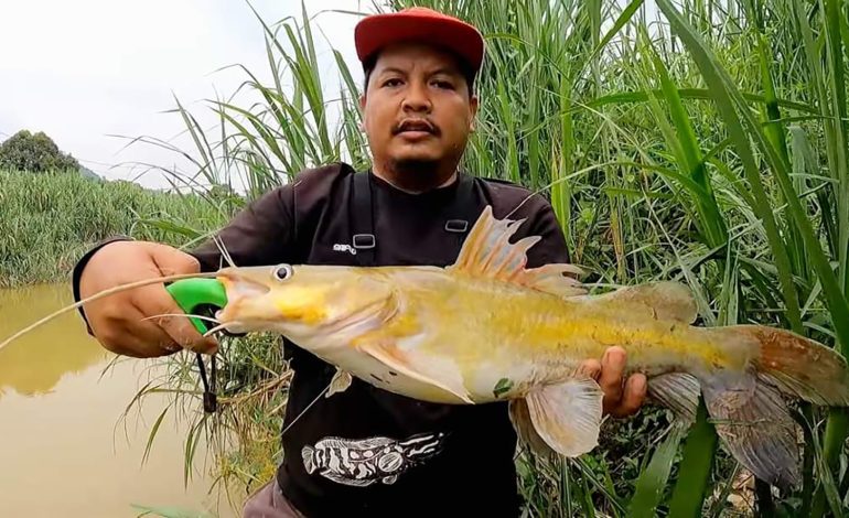 Mancing Ikan Baung Pake Umpan Belut Hasil Melimpah