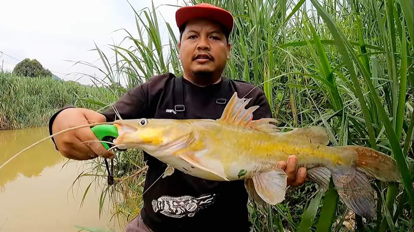 Mancing Ikan Baung Pake Umpan Belut Hasil Melimpah