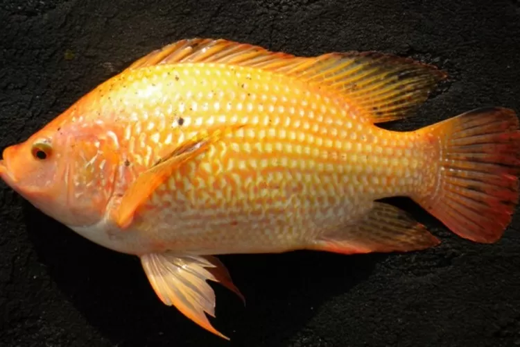 4 Teknik Memancing Ikan Emas di Kolam