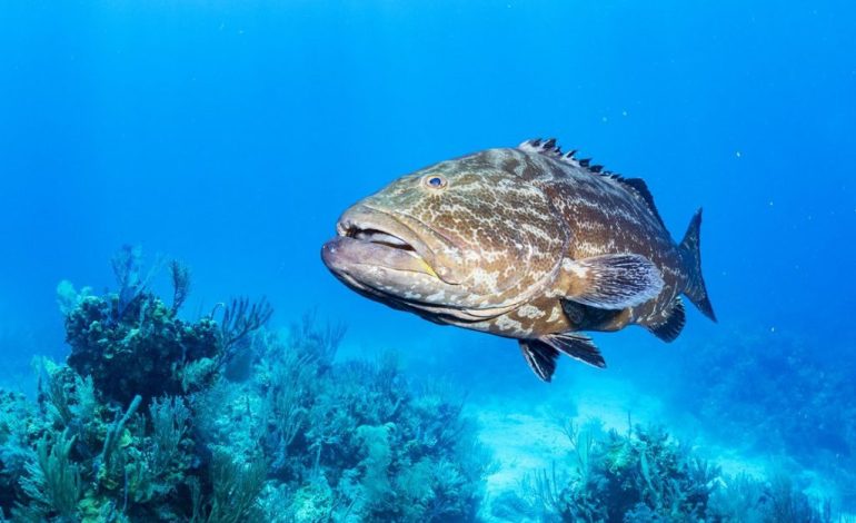 Mancing Ikan Kerapu Gampang Banget Pakai Cara ini